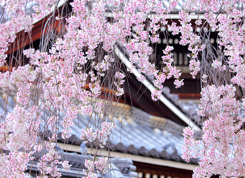under-the-cherry-blossom.jpg?