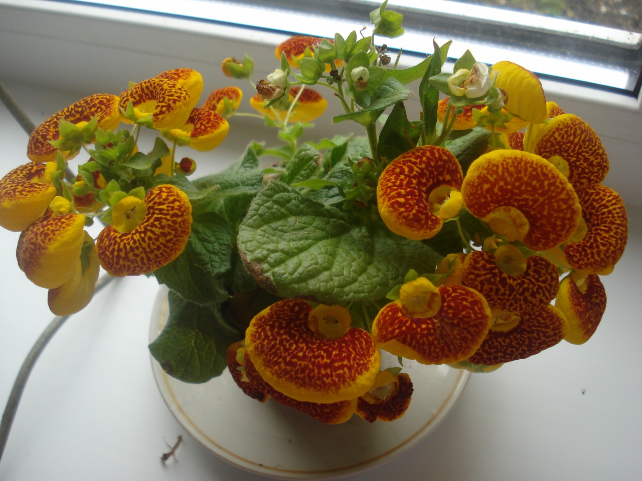 Кальцеолярия гибридная (Calceolaria hybrida)