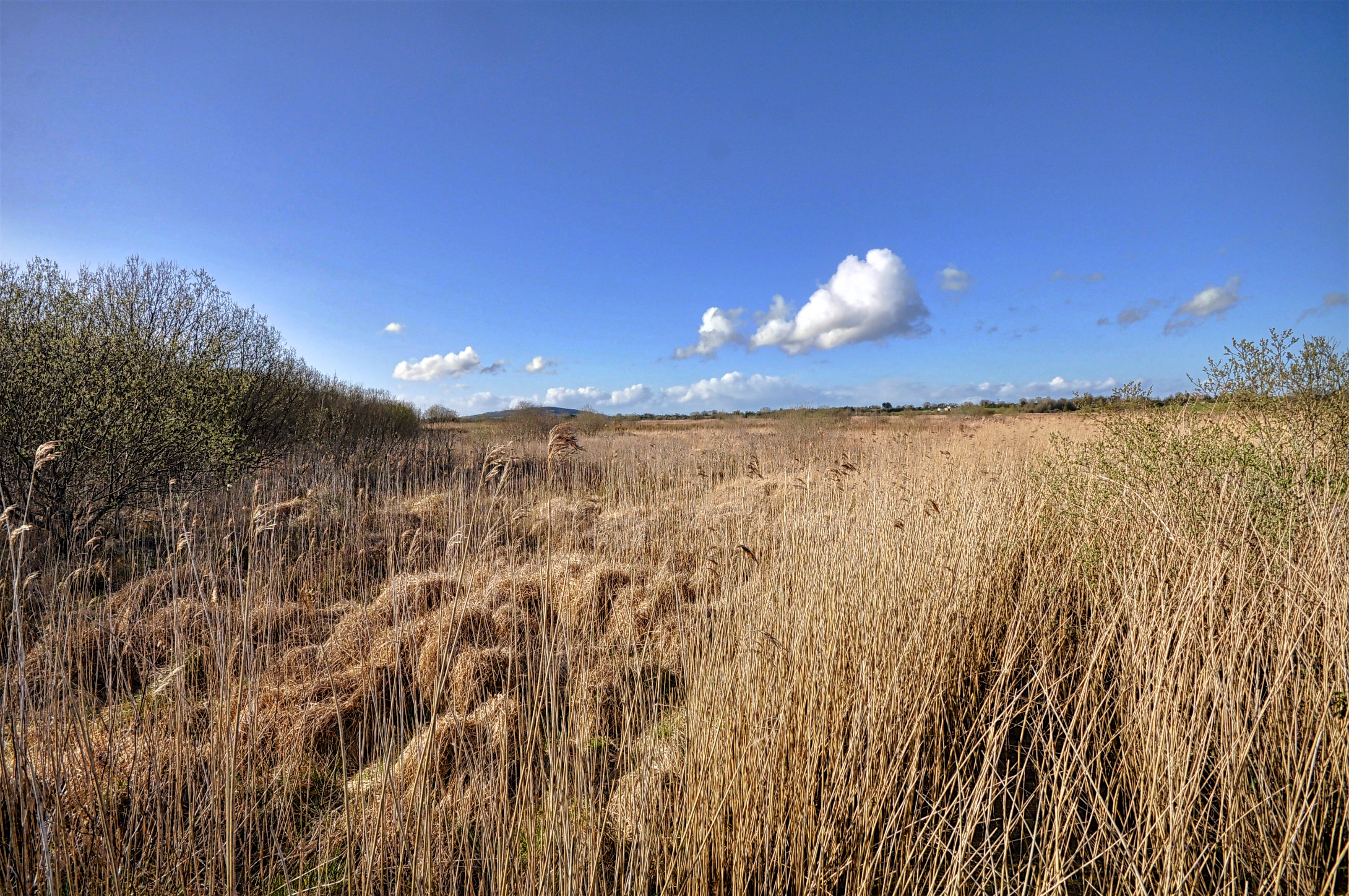 Pollardstown Fen