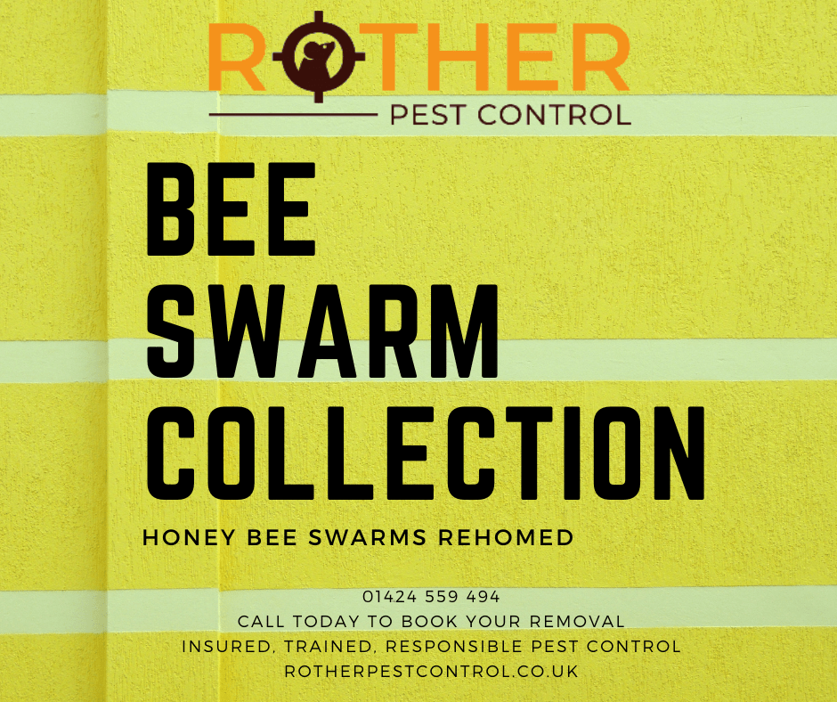 Bee Swarms - Rother Pest Control