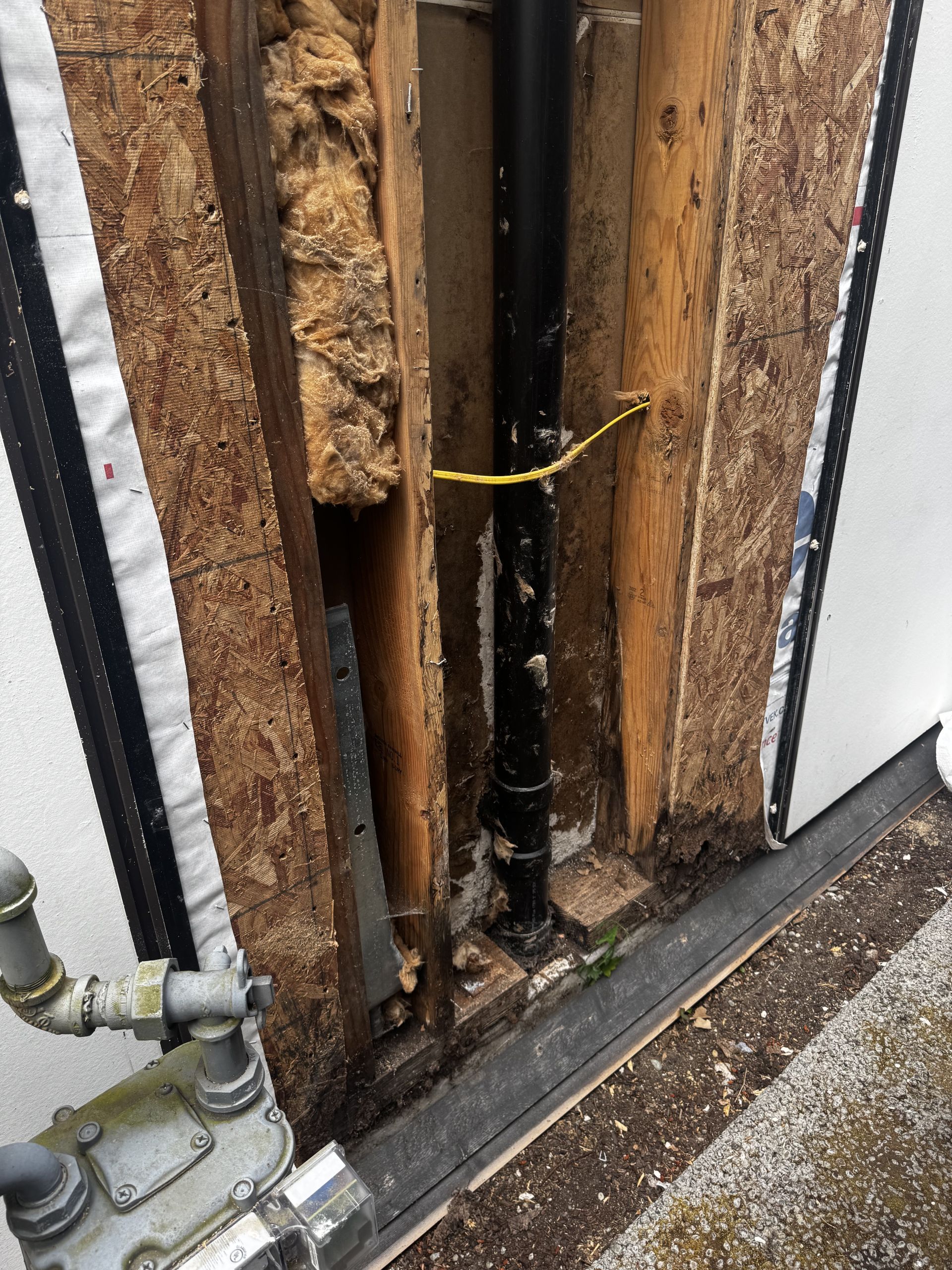 wood rot