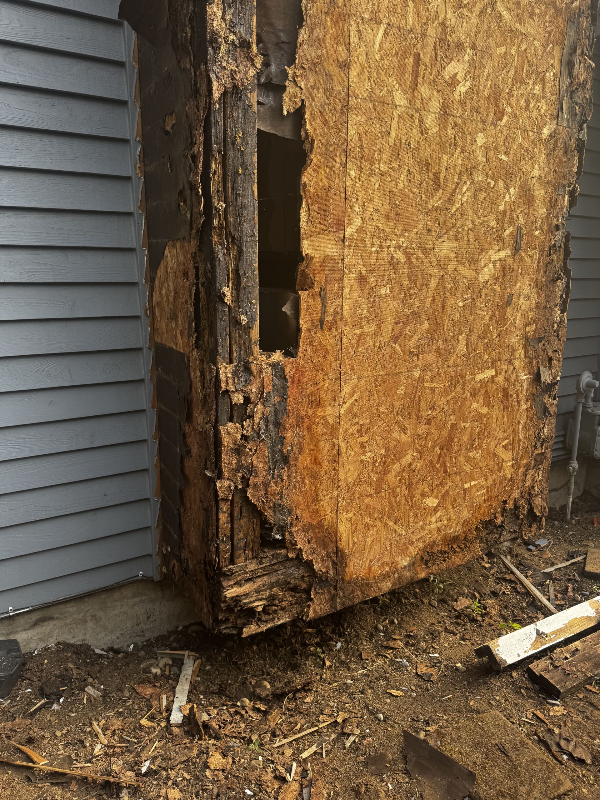 wood rot