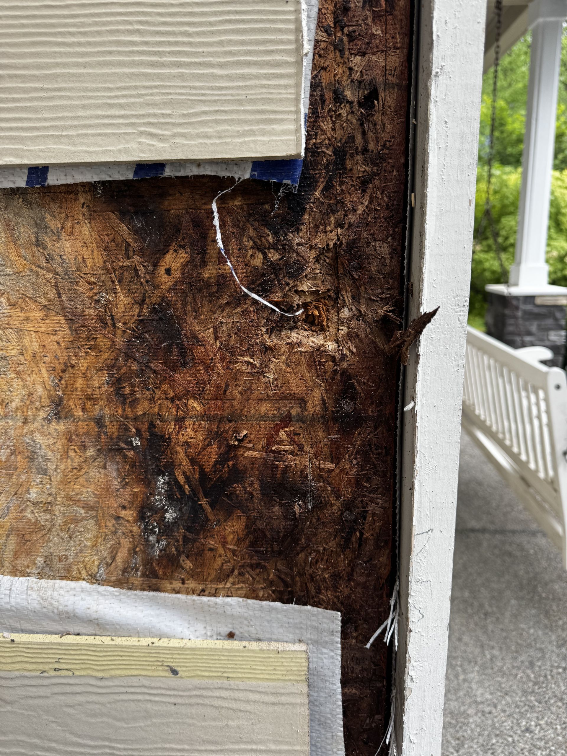 wood rot