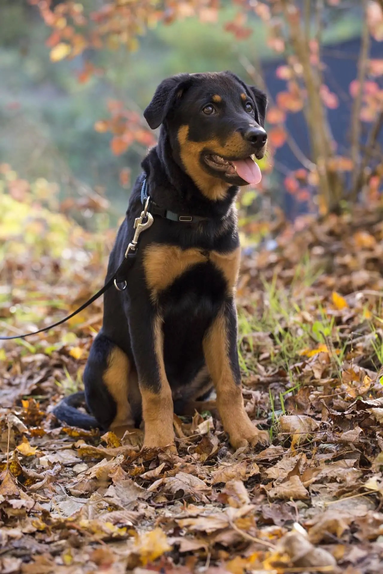 pictures of american rottweilers