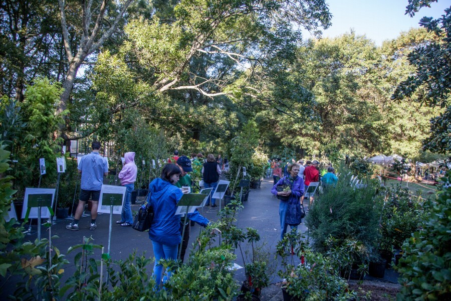 Trees Atlanta tree sale is Oct. 7 at The Carter Center Rough Draft