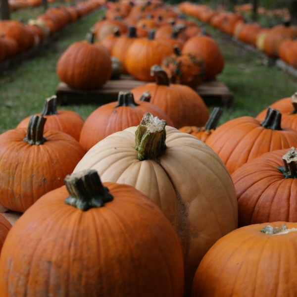 East Atlanta Nature Sanctuary to hold Fall Fest fundraiser on Oct. 17