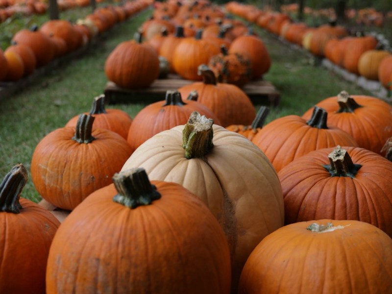 East Atlanta Nature Sanctuary to hold Fall Fest fundraiser on Oct. 17