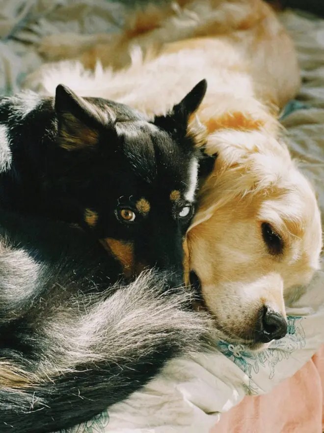 two dogs lying together