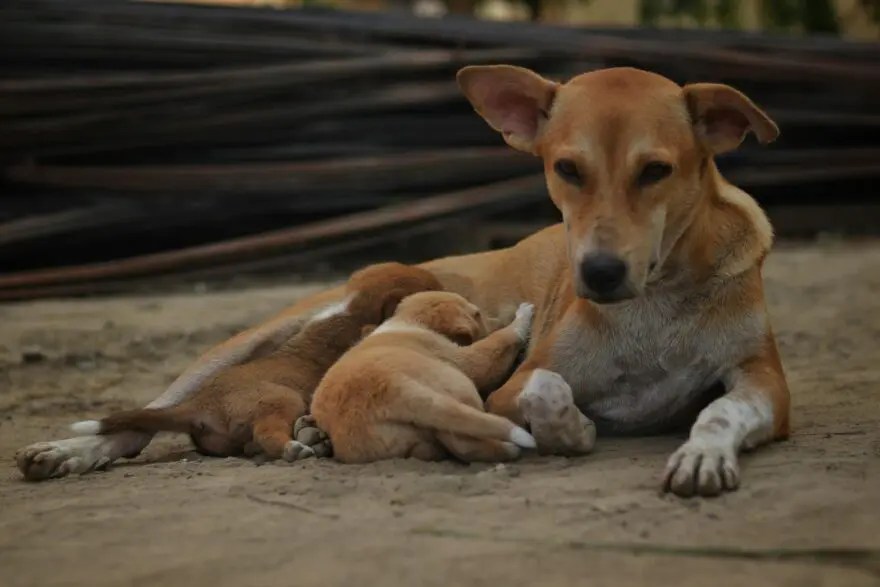 dog with puppies