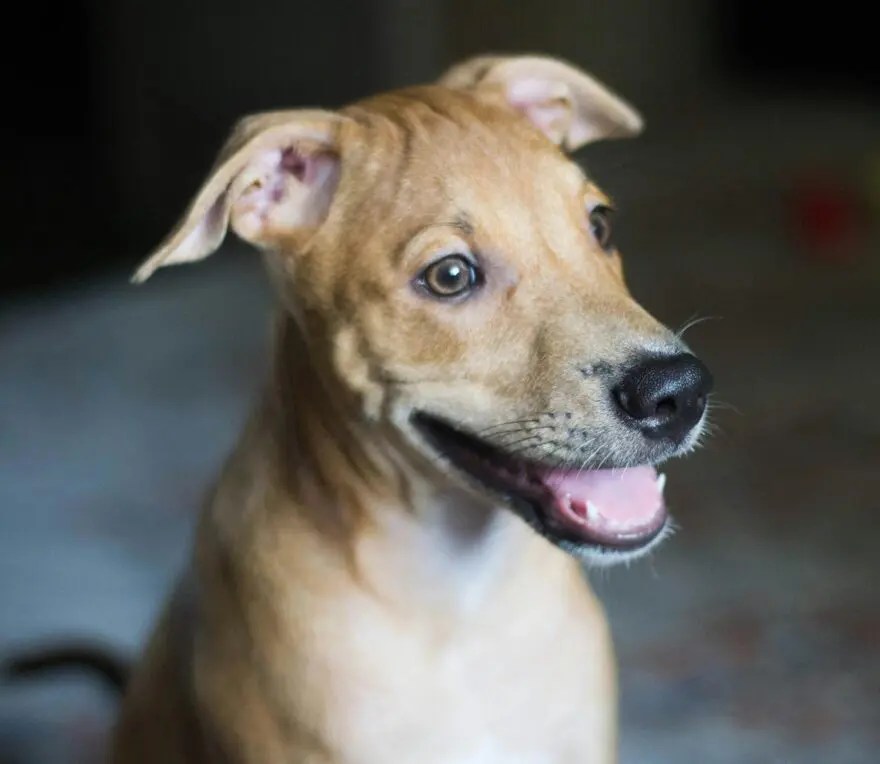 tan short coat dog