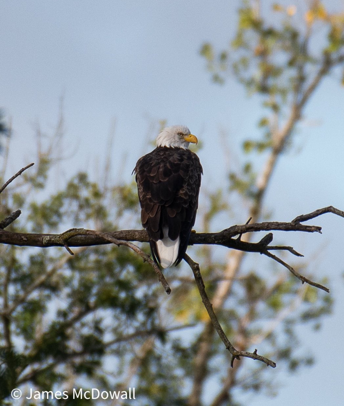 Bird Watching with Nature At The Confluence
