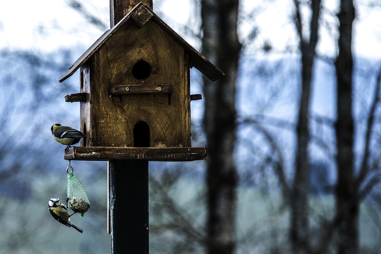 cabaneoiseaux