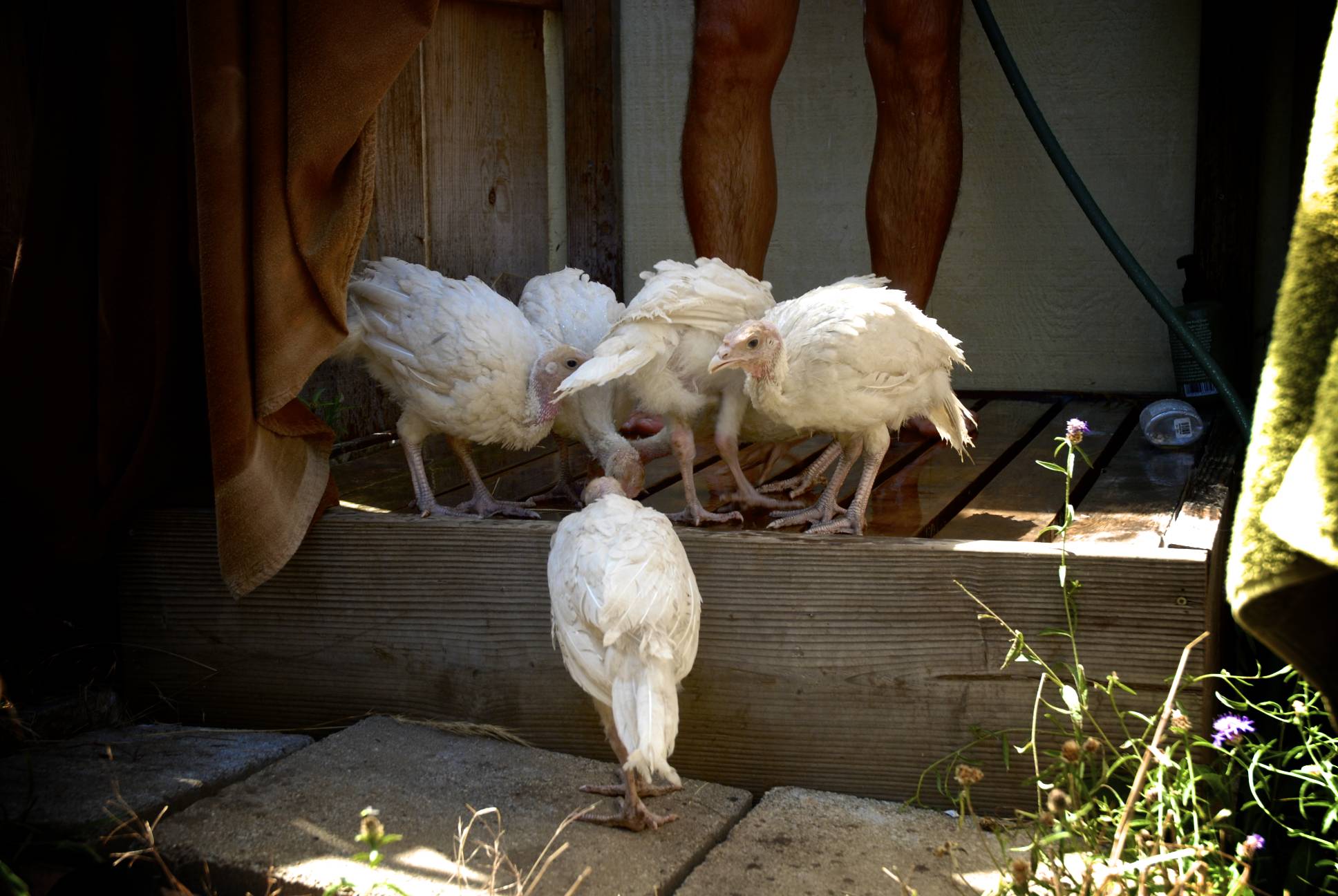 Six chicks, and me, naked, showering together.