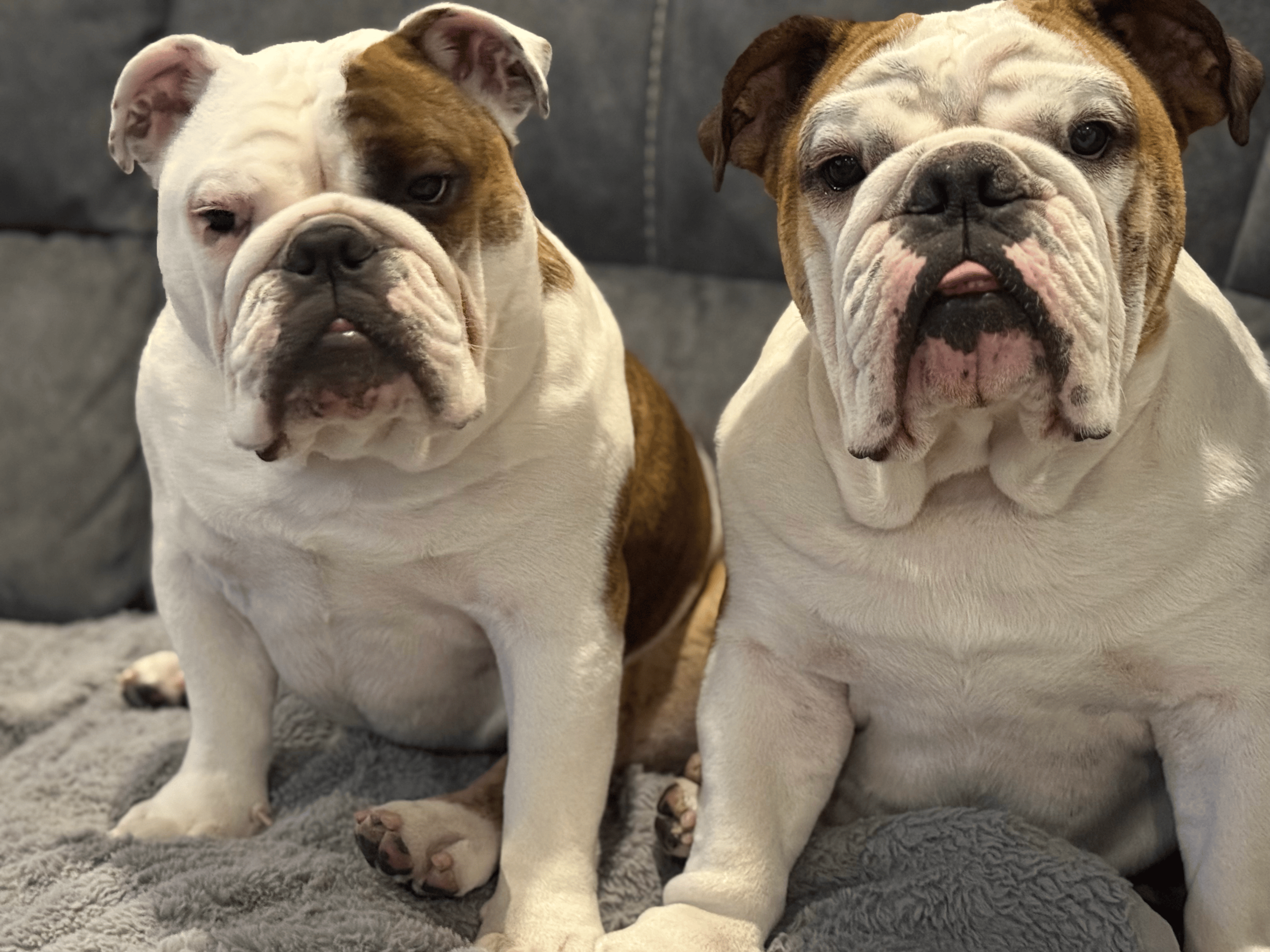 Brehon and Killian, Shield Maiden Racing's bulldogs, at the track