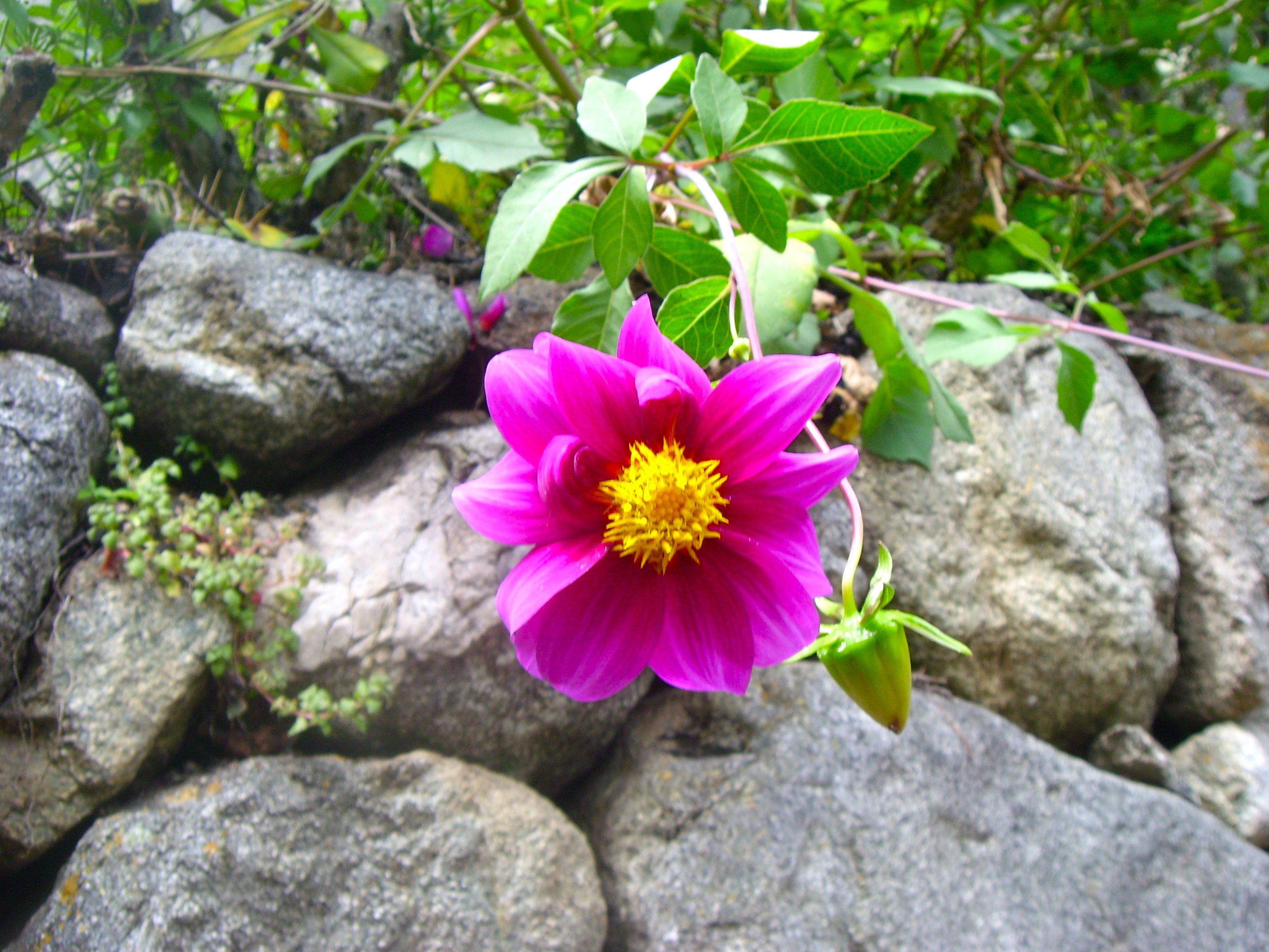 Flowers along the trail