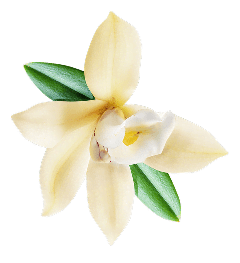 A soft white orchid flower with green leaves