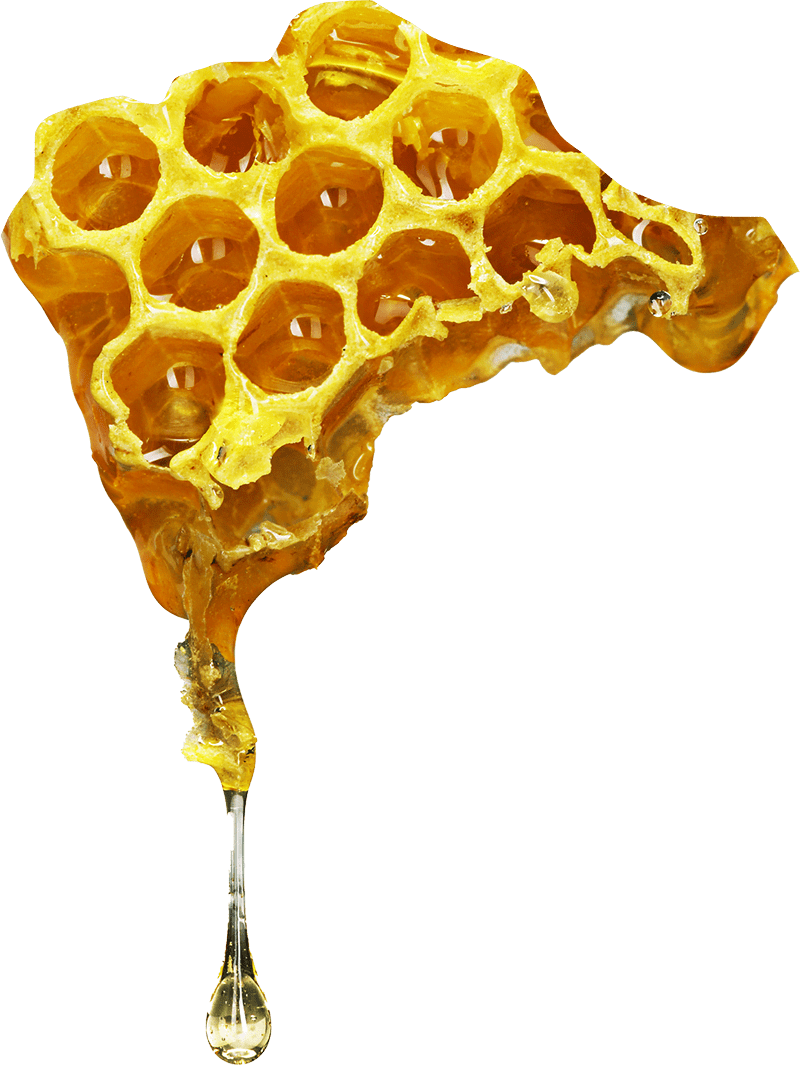 Dripping honey comb, covered in golden honey