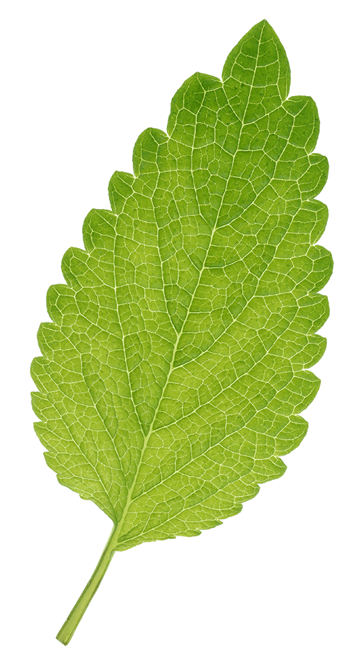 A macro scale image of a fresh mint leaf