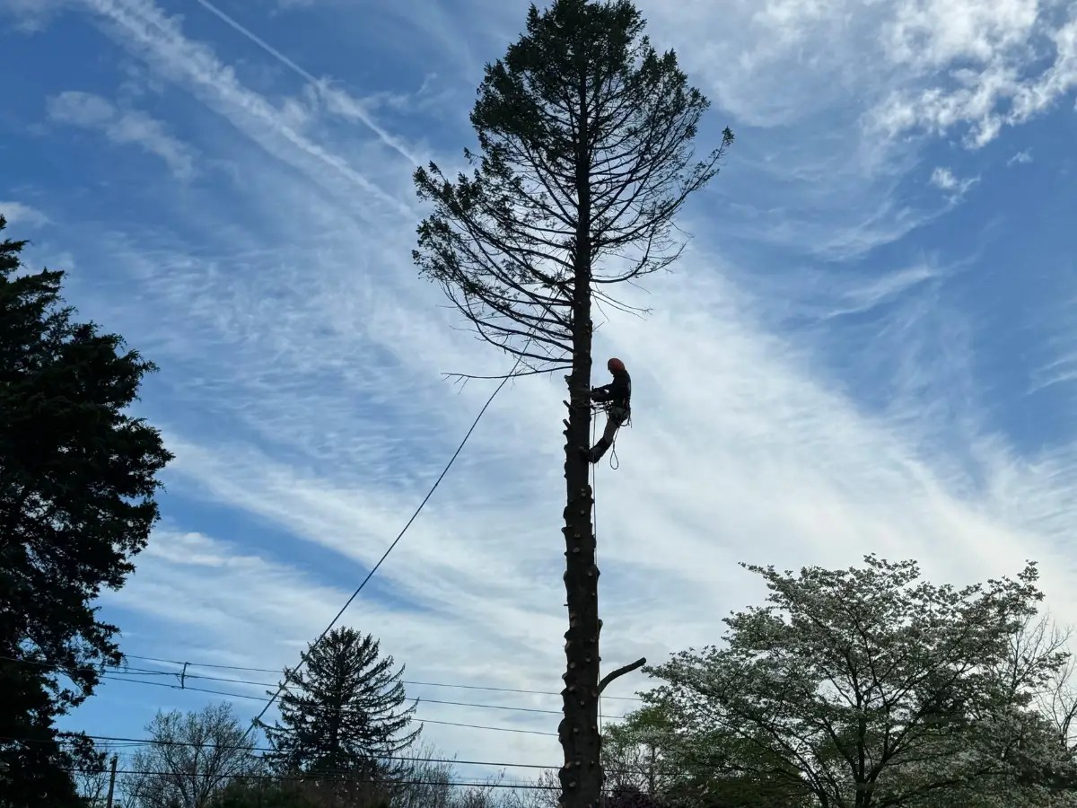 Rapid Tree Care tree removal