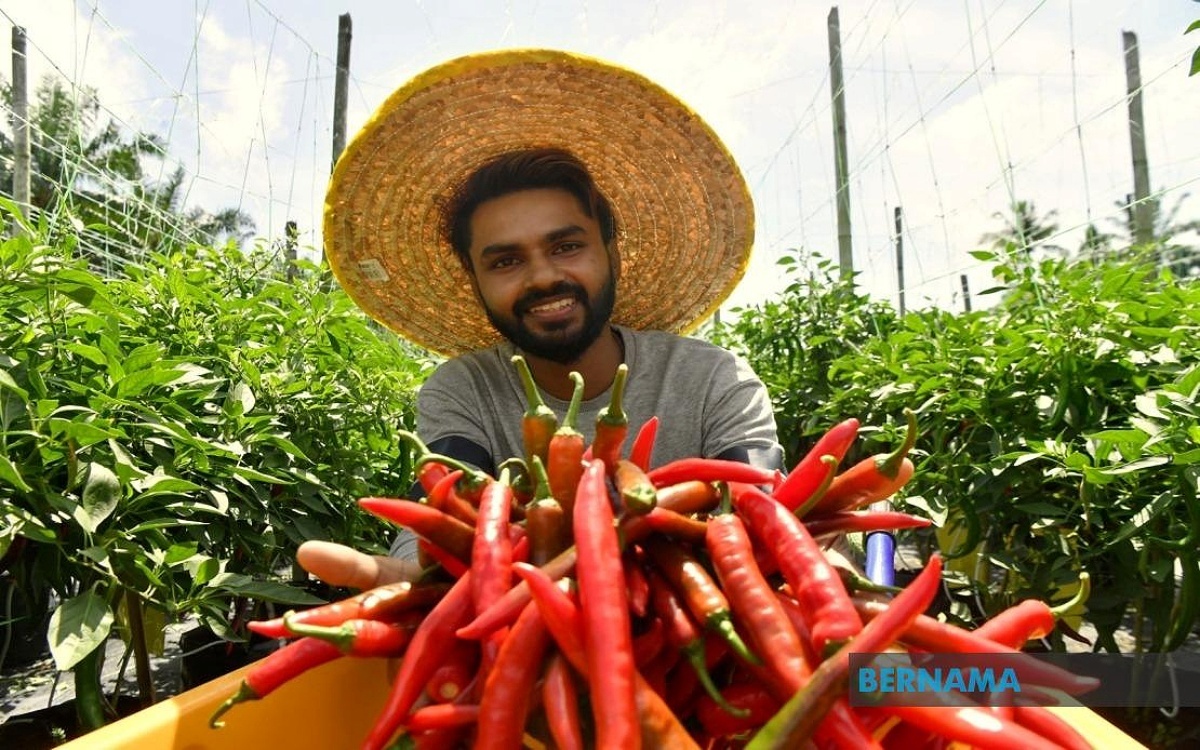 Software Engineer Leaves RM4k Job to Grow Chillies and Now Earns Up to RM50k per Harvest
