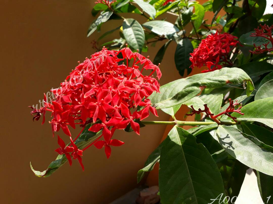 A00025 – Raat Ki Rani flower – RR FLORA