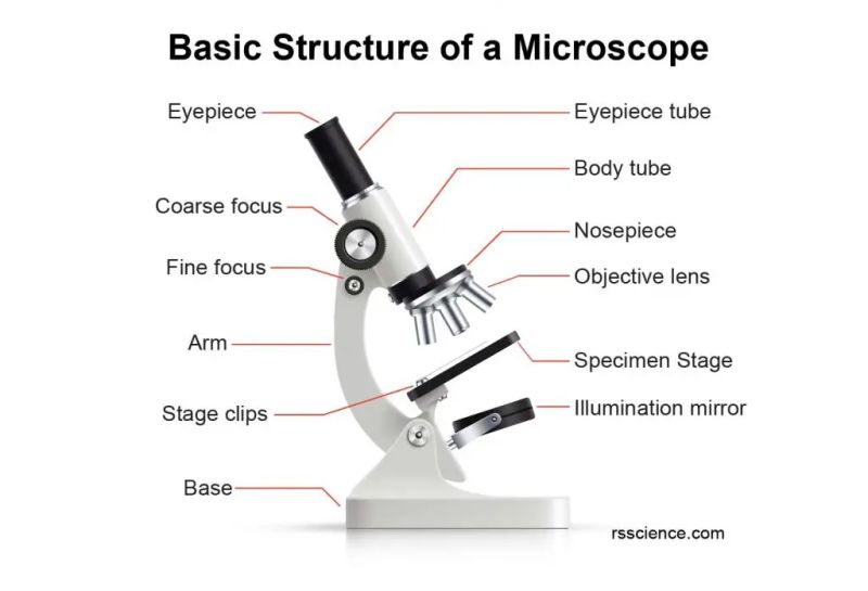 What Is A Microscope Function And Magnification Rs Science - City Textures - Premium Mobile Collection