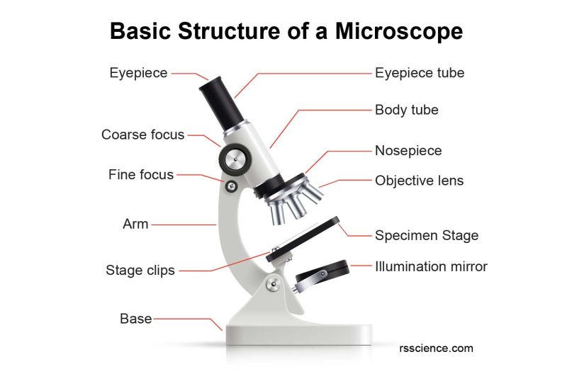 Understanding Microscope Basics Parts Function And Estimating - Full HD Nature Illustrations for Desktop