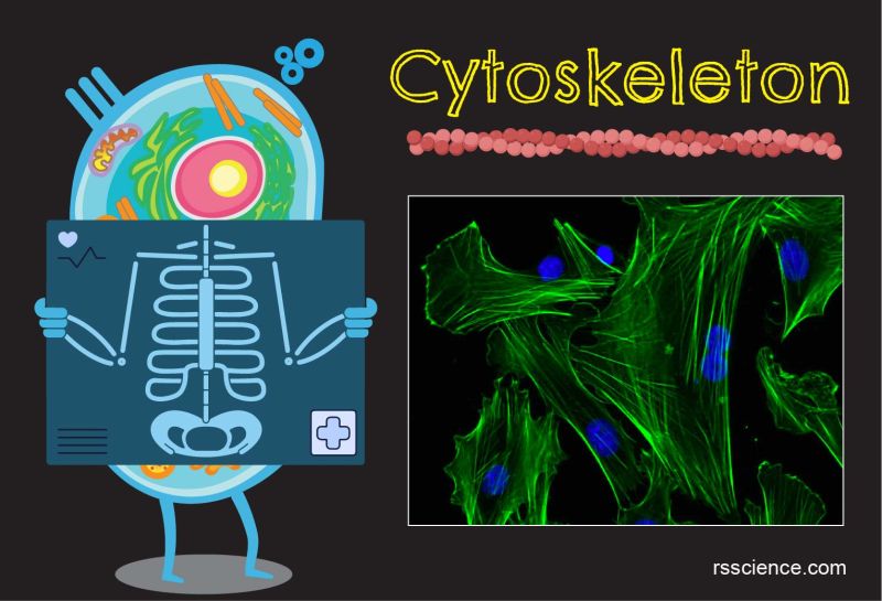 Cytoskeleton - Best City Images in HD