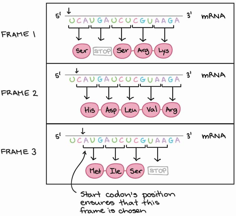 Reading A Codon Chart Find The Match - Best City Backgrounds in High Resolution