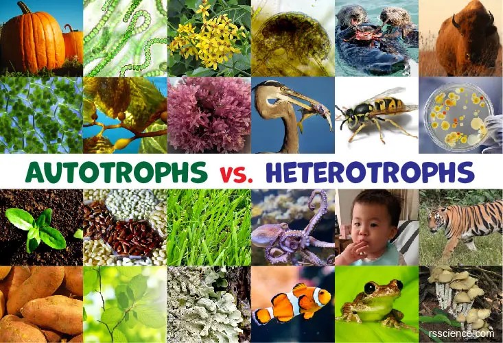 Autotrophs vs. heterotrophs