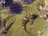 Exploring A Tide Pool 18 Amazing Creatures You Can Find Rs Science