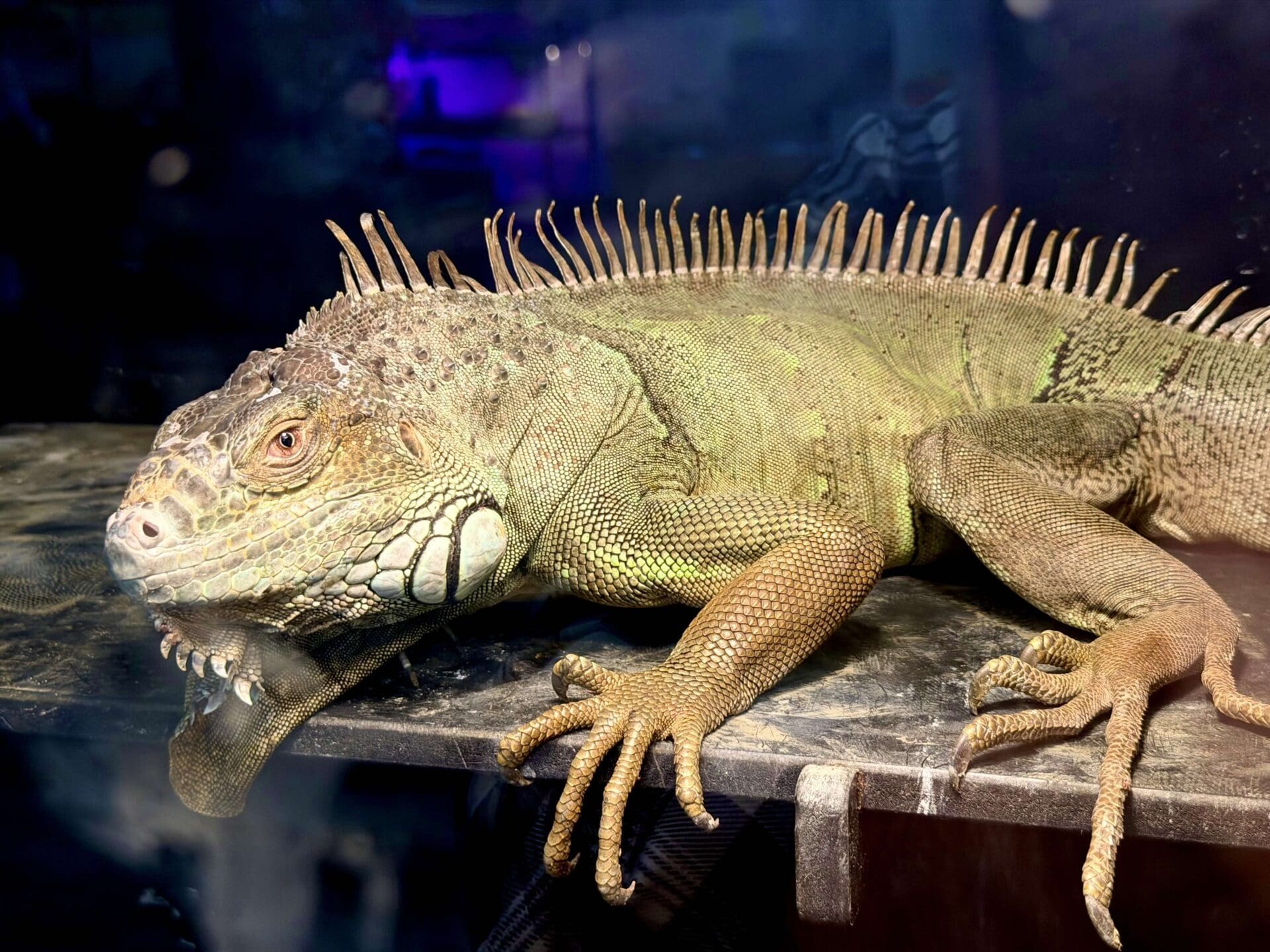 Reptile Adventure Zoo Opens This Week 12 ywAAAAAAQABAAACAUwAOw==