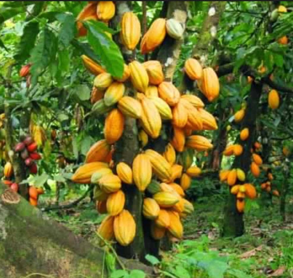 Ituri: Hausse de prix de Cacao objet de l’insécurité en territoire de Mambasa,le service compétent est appelé à intervenir.