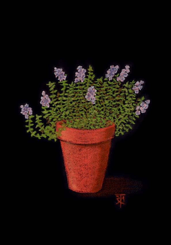 Thyme