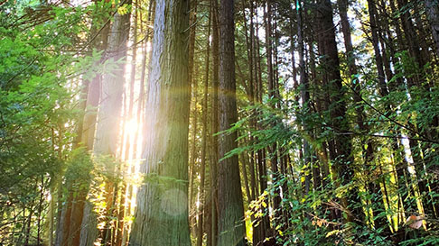 Rtnet Solution - 8K Colorful Photos for Desktop