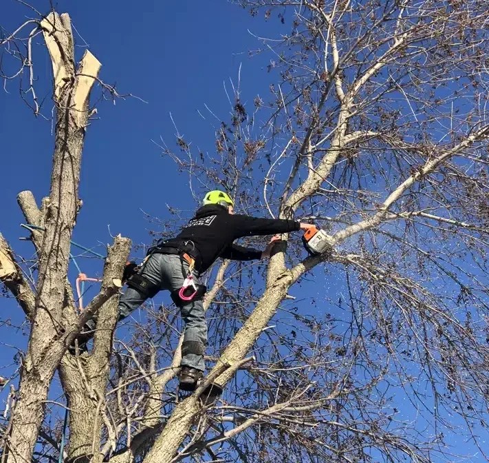 Expert tree removal services in Fairfax County, VA, by Ruman Tree Services.