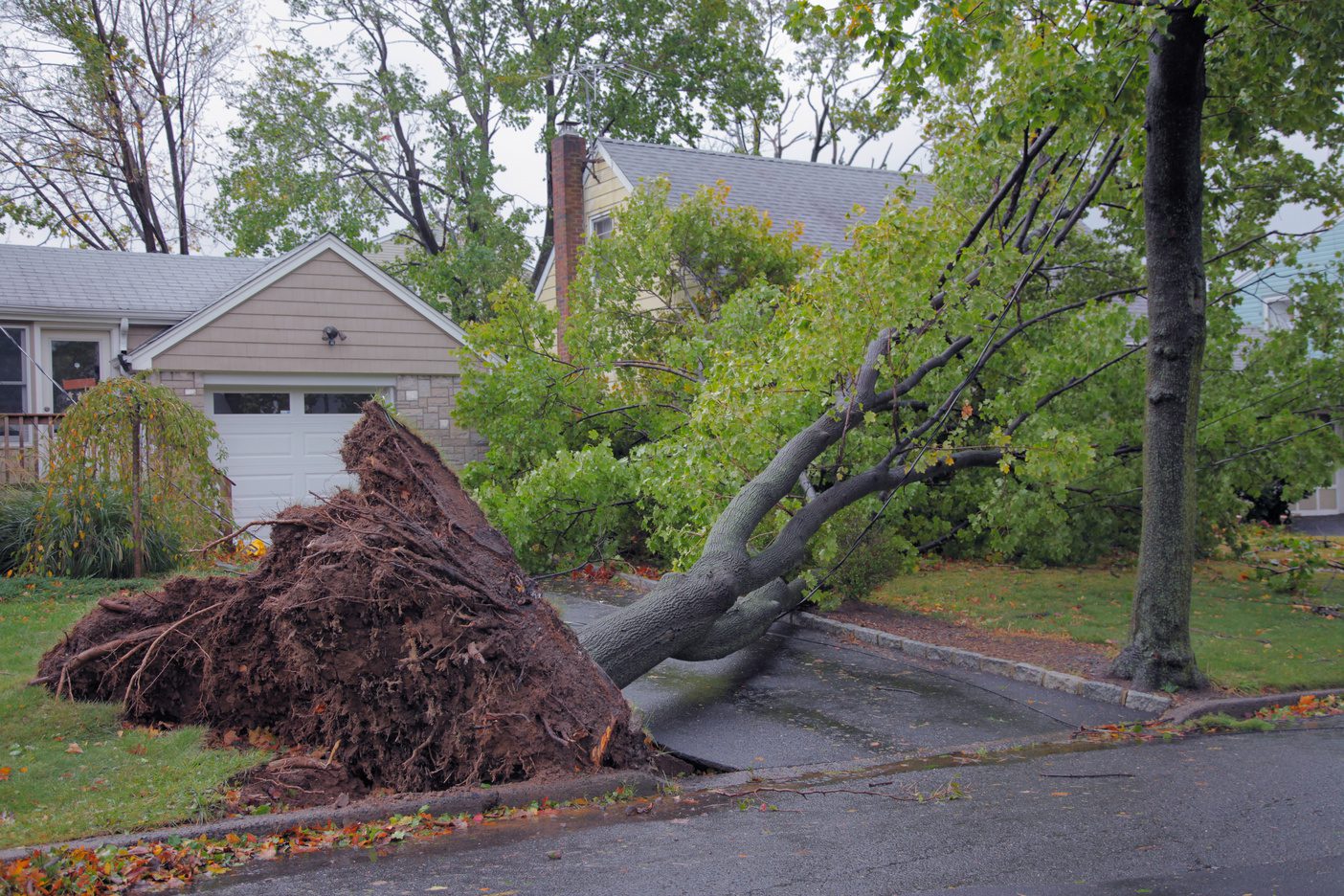 Quick and reliable emergency tree services in Alexandria, VA, by Ruman Tree Services, ensuring property safety during crises.