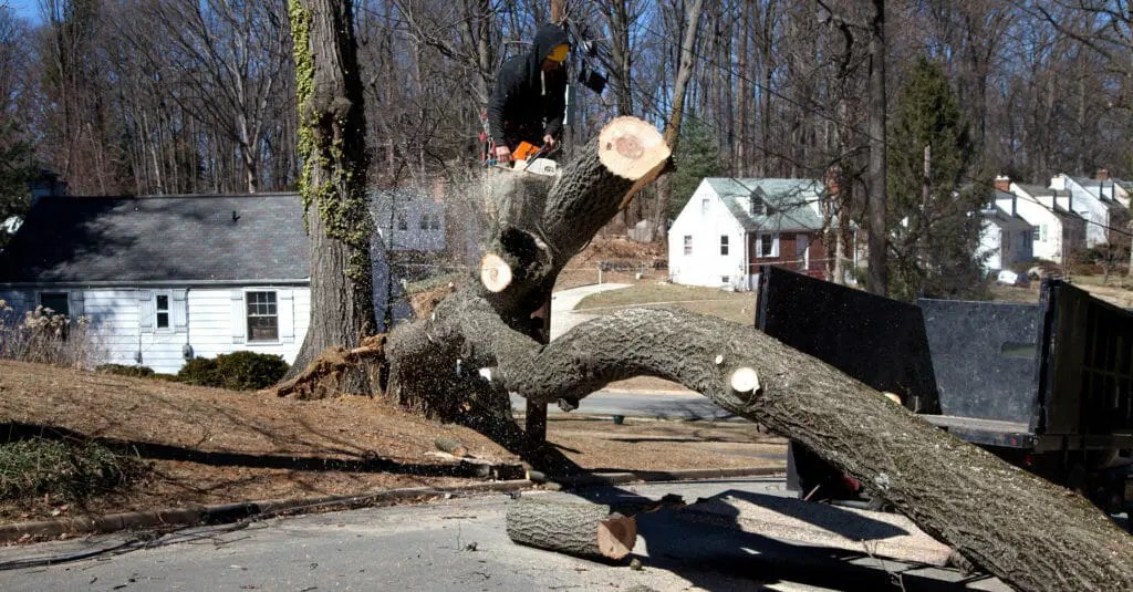 Quick and reliable emergency tree services in Falls Church, VA, by Ruman Tree Services, protecting properties from tree hazards.