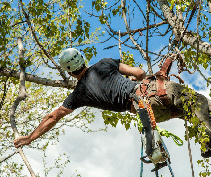 Professional tree trimming services in Fairfax County, VA, by Ruman Tree Services.
