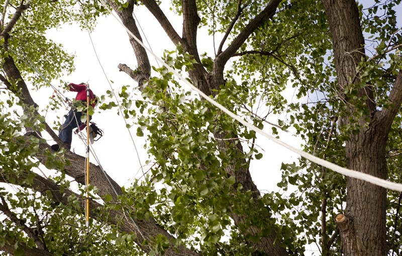 Tree trimming services by Ruman Tree Services in Great Falls, VA.