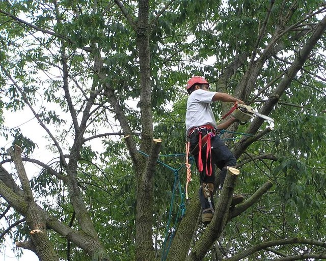 Safe and professional tree removal in Alexandria, VA by Ruman Tree Services, ensuring safety and property preservation.