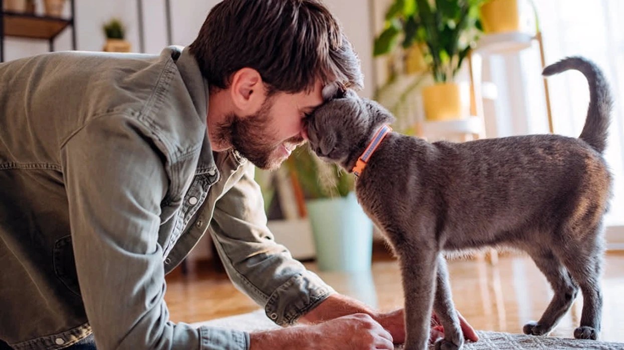 Studimet tregojnë se macet pasqyrojnë personalitetin e pronarëve të tyre