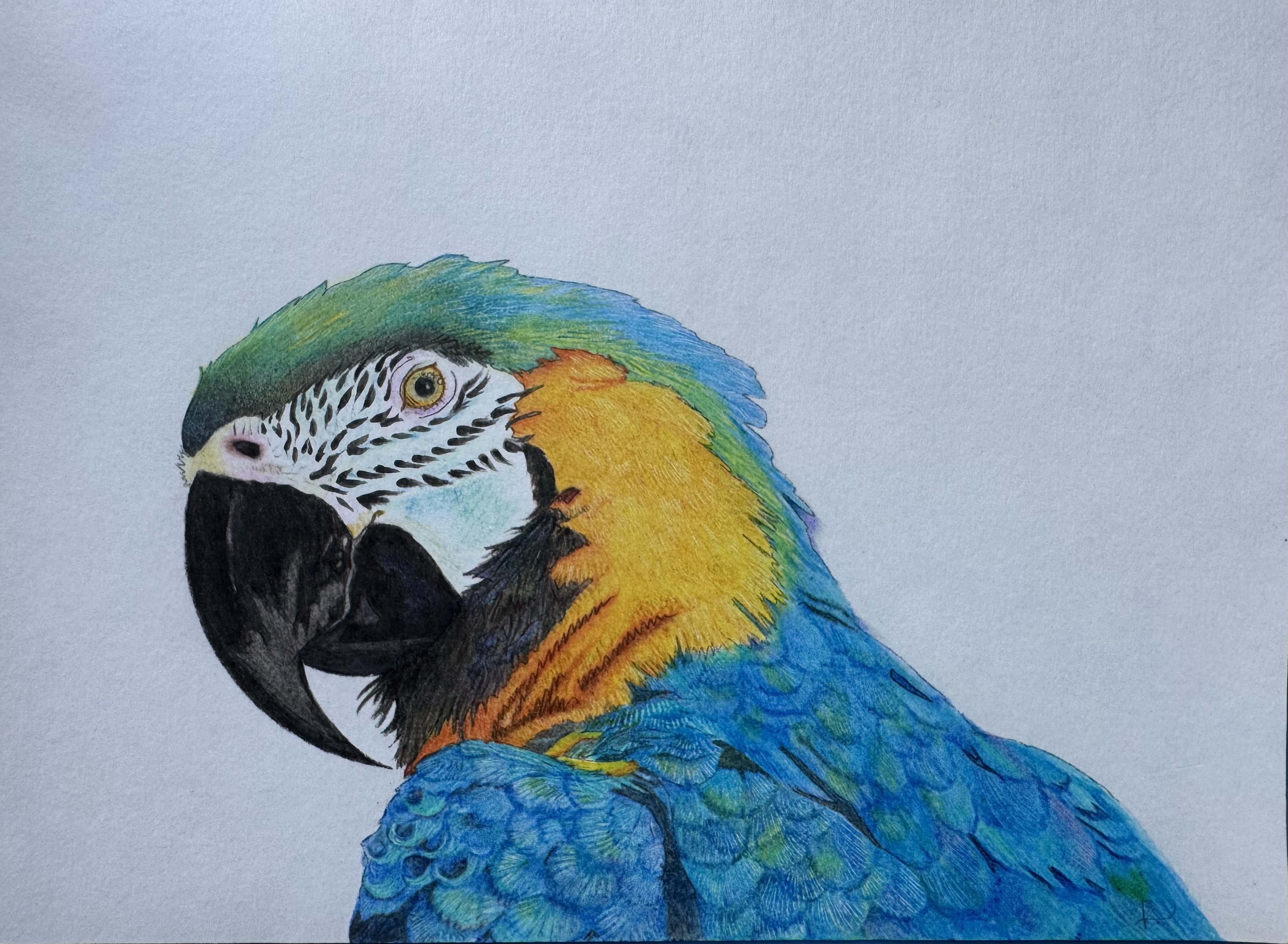 Macaw