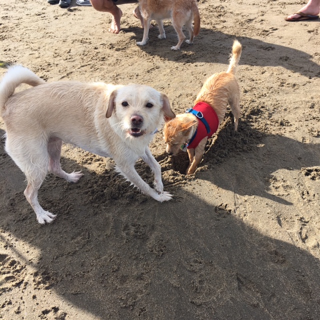 Ruby and Molly digging