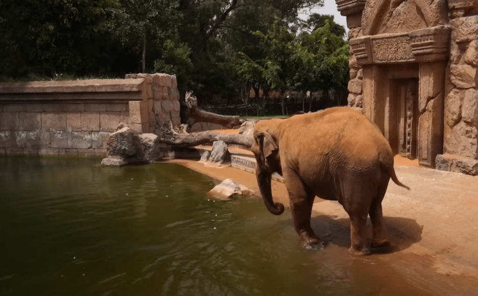 حديقة عين السبع تفتح أبوابها بعد انتظار طويل.. عمدة المدينة : الأسعار تفضيلية حديقة عين السبع تفتح أبوابها بعد انتظار طويل.. عمدة المدينة : الأسعار تفضيلية