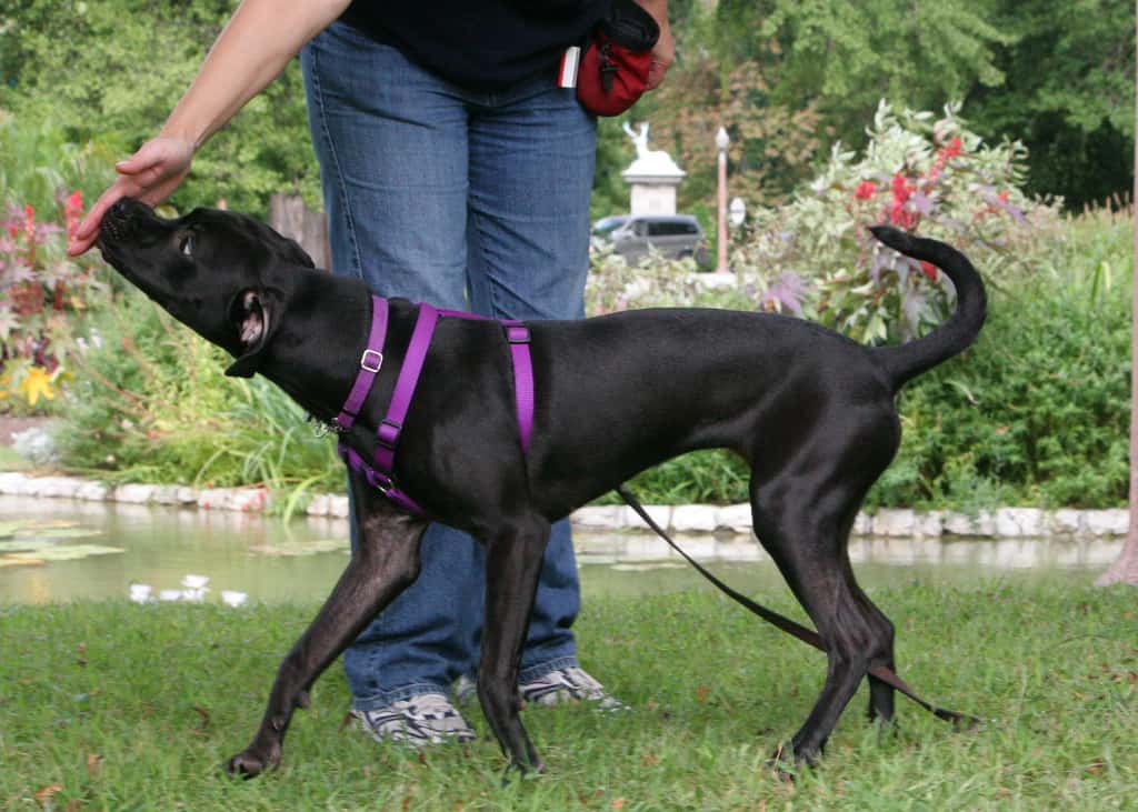Nose Touch Training Tips Dog Training Dog Boarding Ruffgers