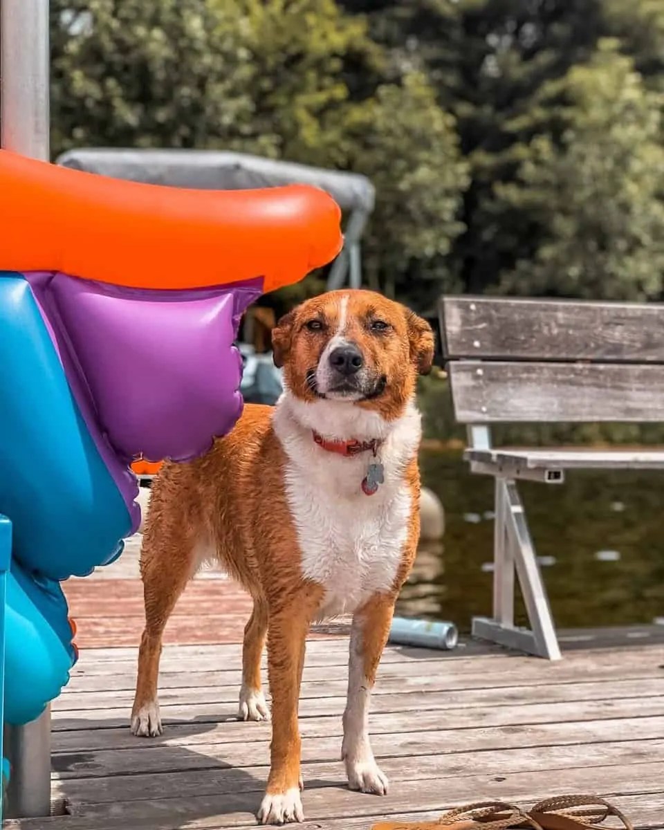 Epic Cabin Trip - Dogs, Dogs, and more Dogs