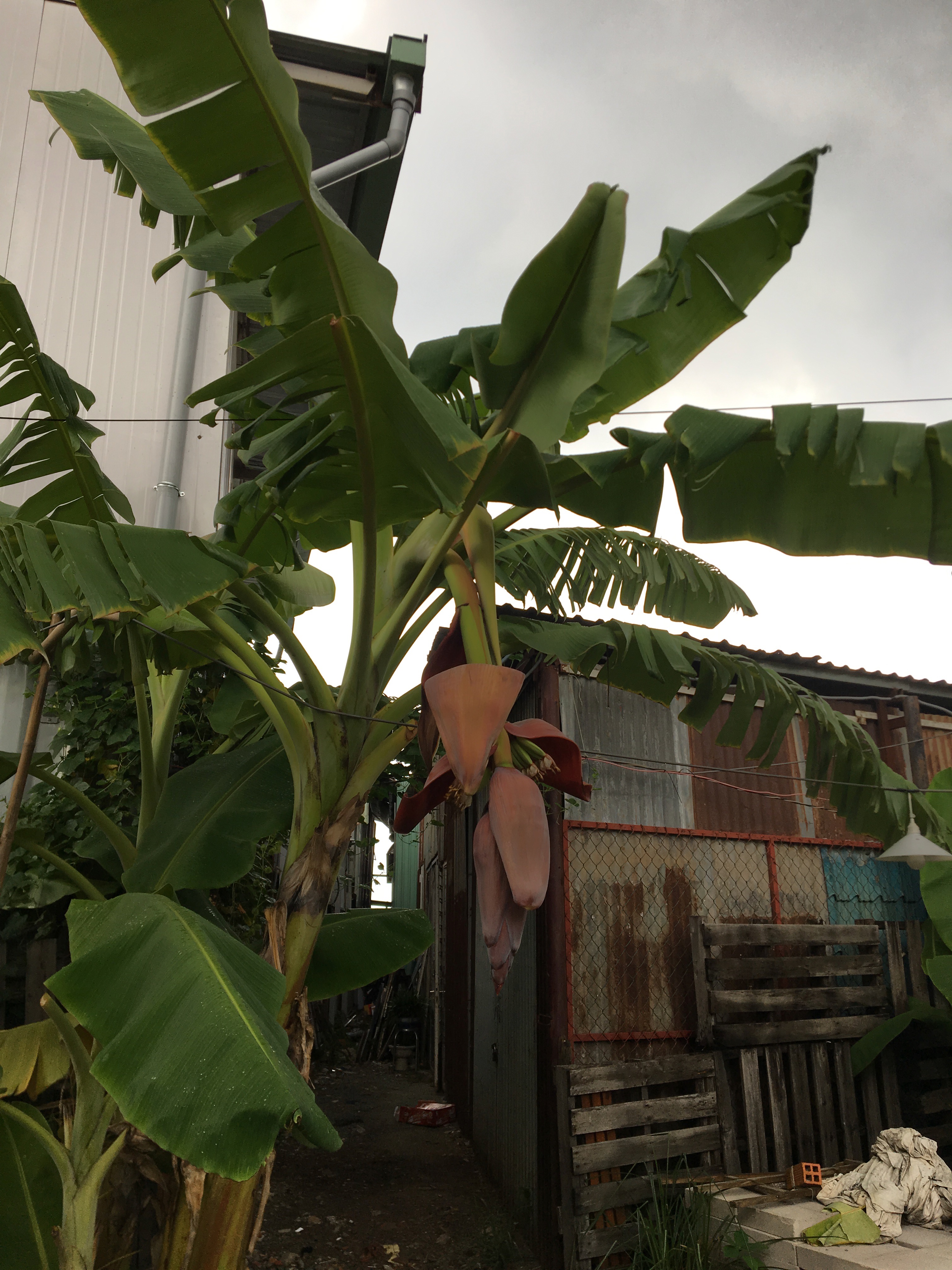 Banana tree