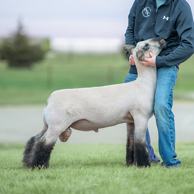 Safe & Sound – Rule Sheep Co.