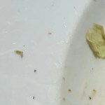 lagarta da salada